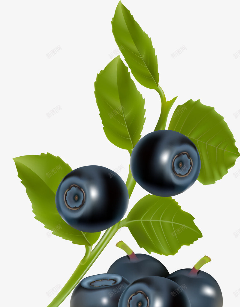 蓝莓矢量图ai免抠素材_新图网 https://ixintu.com 叶子 植物 水果 矢量PNG素材 蓝莓 食物 矢量图