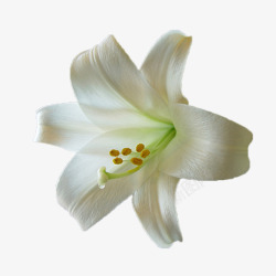 优雅的花白色百合花高清图片