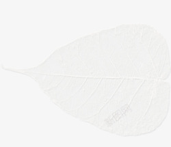 白色漂亮树叶素材