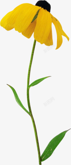 黄色菊花花朵装饰素材