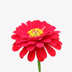 红色金盏菊花素材