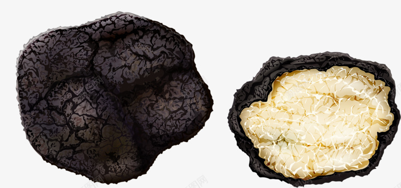 蘑菇黑松露png免抠素材_新图网 https://ixintu.com 新鲜松露图片 真菌 蘑菇 食物 黑松露
