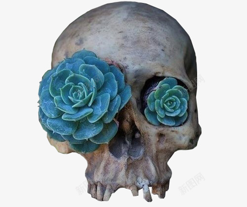 骷髅头png免抠素材_新图网 https://ixintu.com 个性骷髅头 创意骷髅头 蓝色花朵