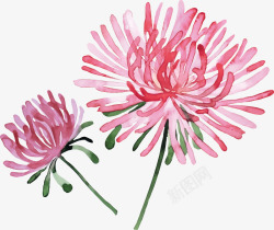 春上新粉色水彩菊花手绘粉色菊花高清图片