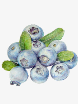 好看的手绘蓝莓素材