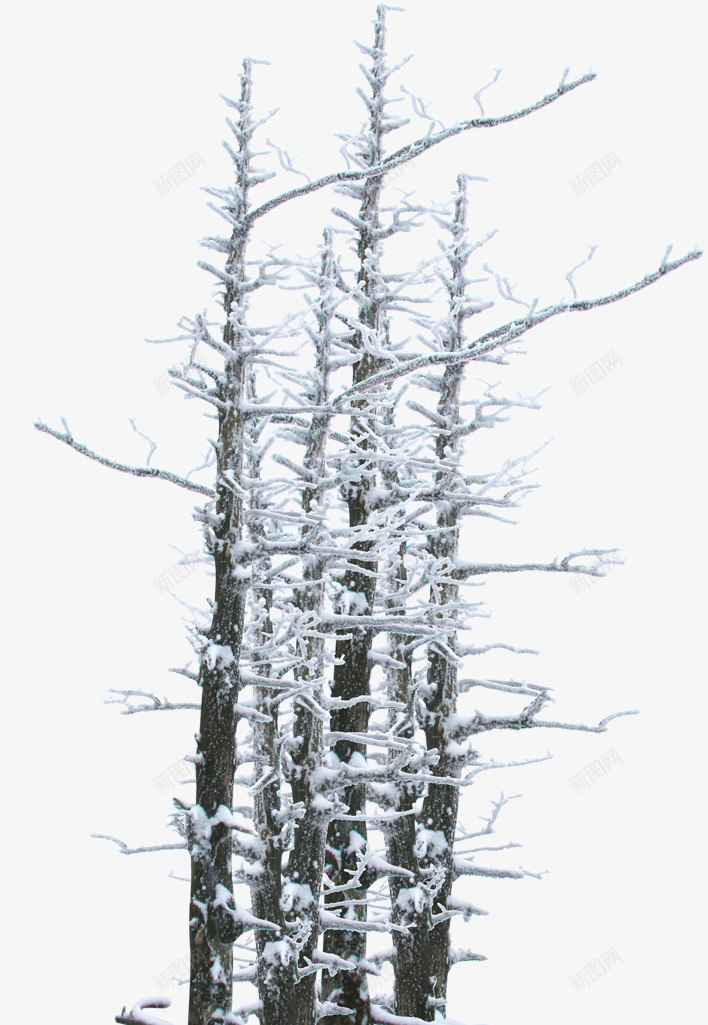 创意合成冬天室外的树木png免抠素材_新图网 https://ixintu.com 冬天 冬天树木 合成 室外冬天 树木