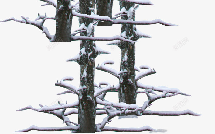 创意合成冬天室外的树木png免抠素材_新图网 https://ixintu.com 冬天 冬天树木 合成 室外冬天 树木