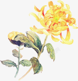 创意合成黄色的鲜艳的菊花素材