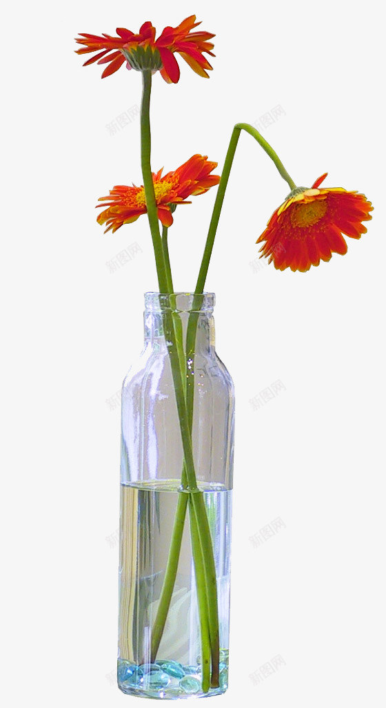 花瓶png免抠素材_新图网 https://ixintu.com 摆设 树叶 瓶子 红花 红菊花 艺术品 花 花瓶 菊花 装饰