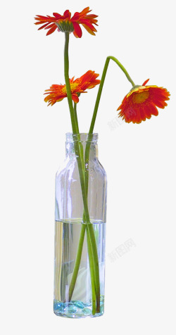 红菊花免抠花瓶高清图片
