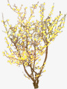 黄色个性树木素材