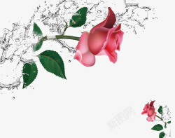 玫瑰水纹水花和玫瑰高清图片