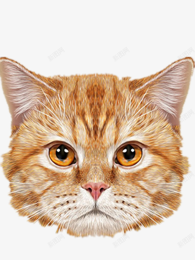 英国短毛猫png免抠素材_新图网 https://ixintu.com 产品实物 可爱的猫 好看的猫 漂亮的猫