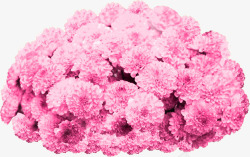 一簇粉红色的花卉素材