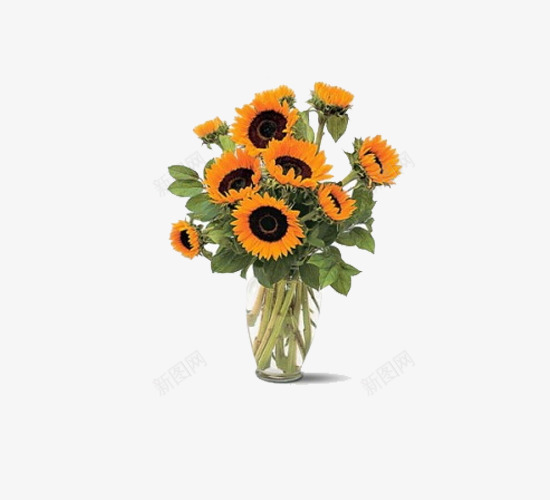 小向日葵png免抠素材_新图网 https://ixintu.com 向日葵 玻璃 花卉 花朵 花瓶 葵花 装饰 透明