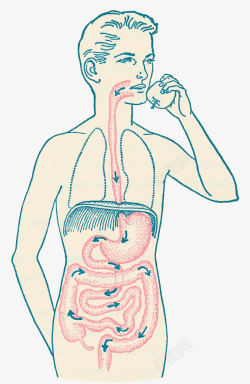 促进肠道消化消化系统插图高清图片