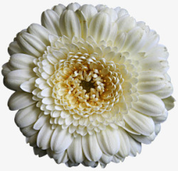 菊花白色菊花装饰素材