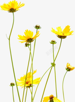 黄色菊花唯美风景素材