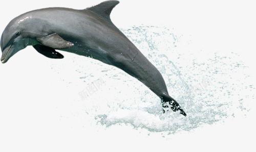 海豚png免抠素材_新图网 https://ixintu.com 水花 海底世界 海洋生物 海豚