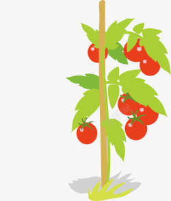 树番茄支撑着番茄树的木棍矢量图高清图片