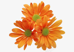 橘色菊花装饰图案高清图片