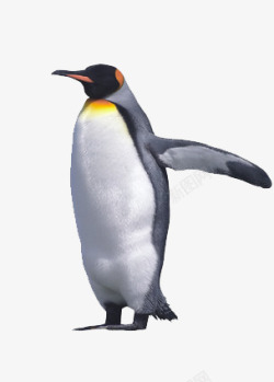 一只企鹅素材