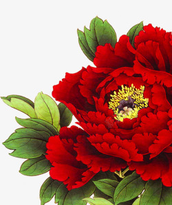 红色国花牡丹花朵素材