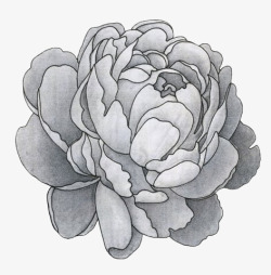牡丹花手绘灰色牡丹花素材