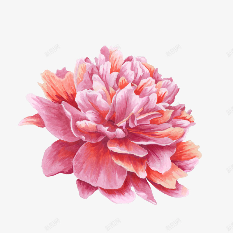 粉色的牡丹花png免抠素材_新图网 https://ixintu.com png图形 png装饰 牡丹花 粉色 花朵 装饰