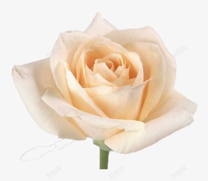 一朵白玫瑰png免抠素材_新图网 https://ixintu.com 手绘 爱情 白玫瑰 白玫瑰手绘 白色 盛开 绿色 美丽 高洁