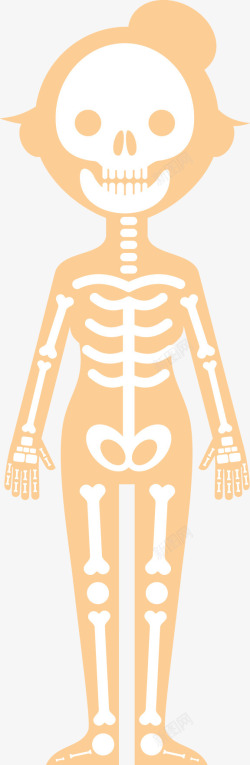 骨架PNG图女人人体骨架图高清图片