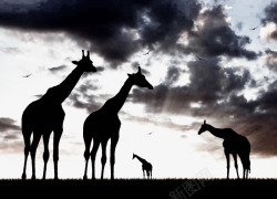 肯尼亚主题美丽的非洲草原动物剪影高清图片