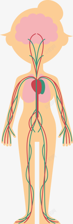 躯体人体系统高清图片