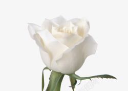美丽白色玫瑰花素材