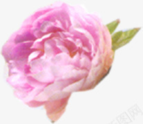 粉色牡丹花卉png免抠素材_新图网 https://ixintu.com 牡丹 粉色 素材 花卉