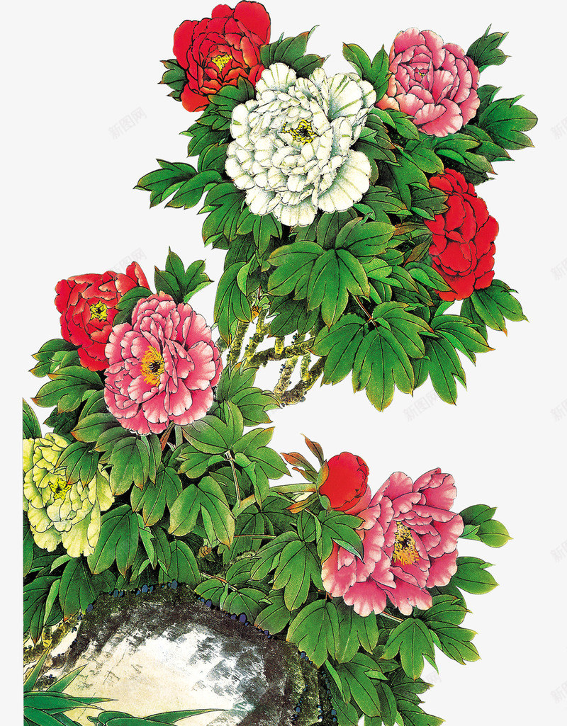 中国风彩色牡丹花朵装饰png图片免费下载 素材0nkwuawgv 新图网