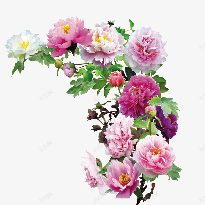 公园的牡丹花psd免抠素材_新图网 https://ixintu.com 富贵 牡丹花 粉色 花朵