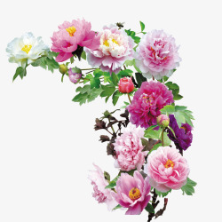 公园的牡丹花素材