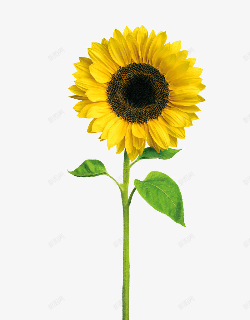 一朵向日葵png免抠素材_新图网 https://ixintu.com 向日葵 太阳 植物 瓜子 黄色