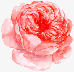 牡丹花粉色手绘花朵素材