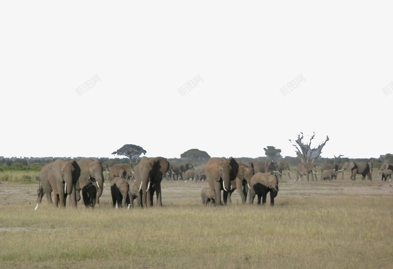 美丽的大草原png免抠素材_新图网 https://ixintu.com 大草原 大象 斑马 荒漠 非洲