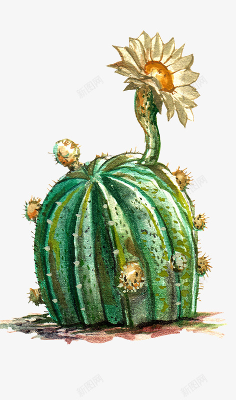 水彩开花的仙人掌植物png免抠素材_新图网 https://ixintu.com 创意 卡通 图案 手绘 植物 水彩 笔刷 设计