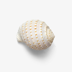 实物美丽天然贝壳海螺素材