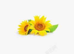 黄色花朵太阳花花瓣素材