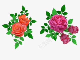 粉玫瑰红牡丹花朵植物png免抠素材_新图网 https://ixintu.com 植物 牡丹 玫瑰红 花朵
