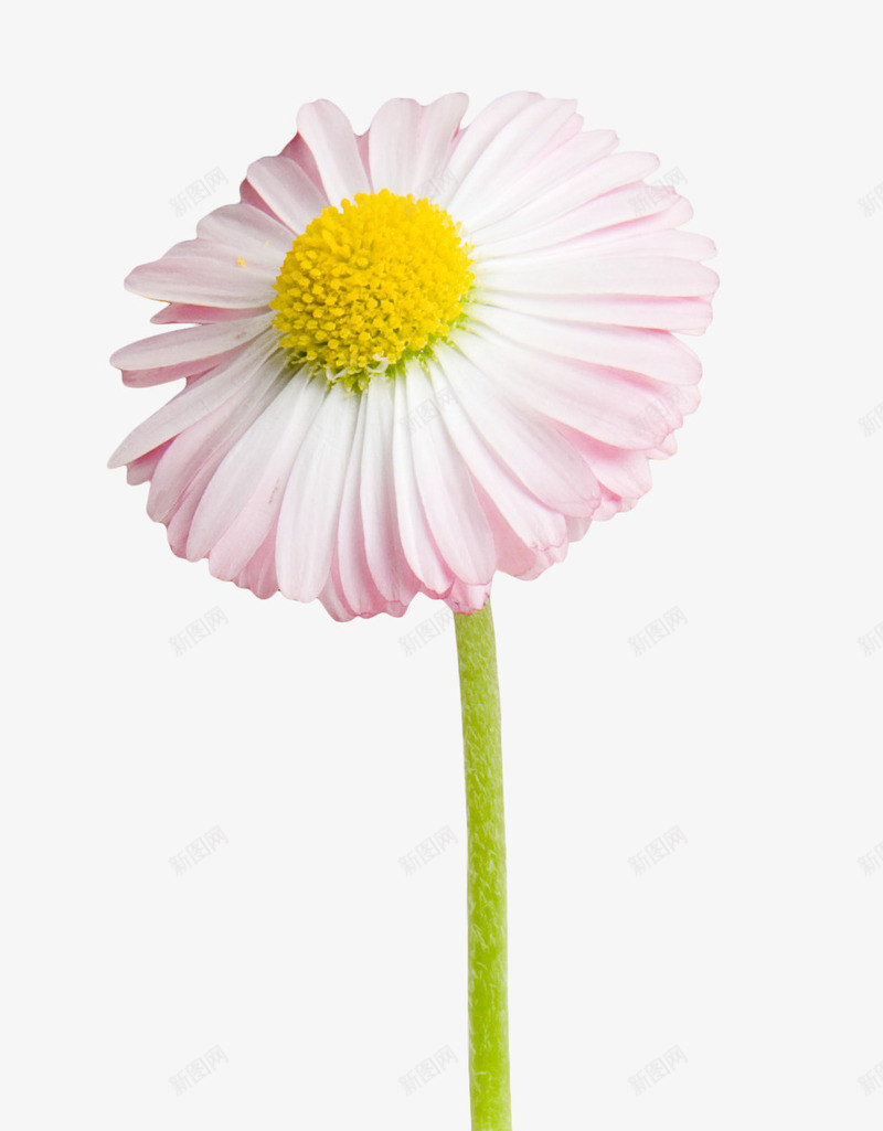 一朵盛开的雏菊png免抠素材_新图网 https://ixintu.com 美丽 花卉 装饰 贴图