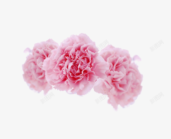 粉色牡丹花装饰png免抠素材_新图网 https://ixintu.com 牡丹花 粉色 花卉