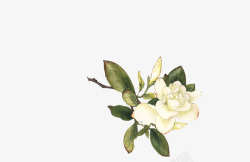 花朵彩绘白色花朵花枝牡丹花素材