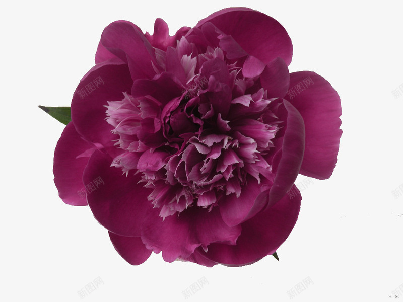 紫红牡丹png免抠素材_新图网 https://ixintu.com 娇美 新鲜 漂亮 艳丽