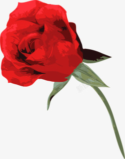 一朵玫瑰春暖花开美丽红色玫瑰花高清图片